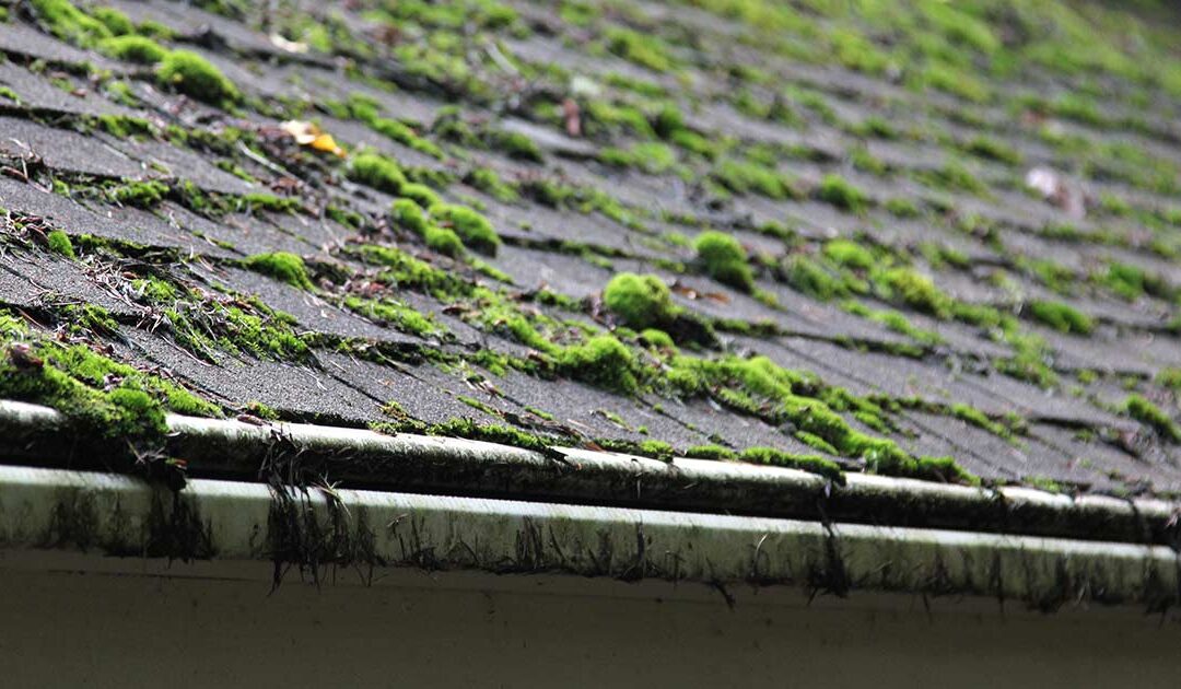 Why Cleaning Your Roof Is So Important
